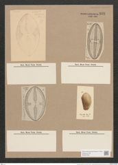 Navicula excavata Grev. (de-Toni-Nr.: Genus 1, Species 369) Zeichnungen Sammlung Grunow Nr. 836 (NHMW-BOT-W0367268)